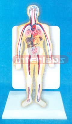 DESK TYPE 35CM TALL HUMAN BLOOD CIRCULATION SYSTEM MODEL WITH DESCRIPTION PLATE